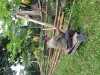 Viaje 2 Pedro McCrea (anciano) fabricando un hilo de sill grass
